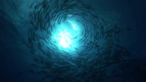 Free Fish Stock Video Footage .